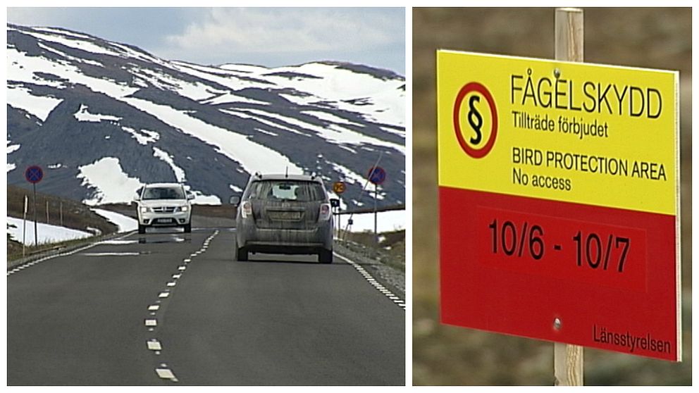 Området söder om Stekenjokk har under en längre tid haft problem med äggtjuvar och boplundrare. Just nu är det förbjudet att vistas utanför vägen.