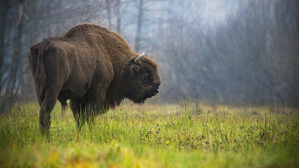 Bison.