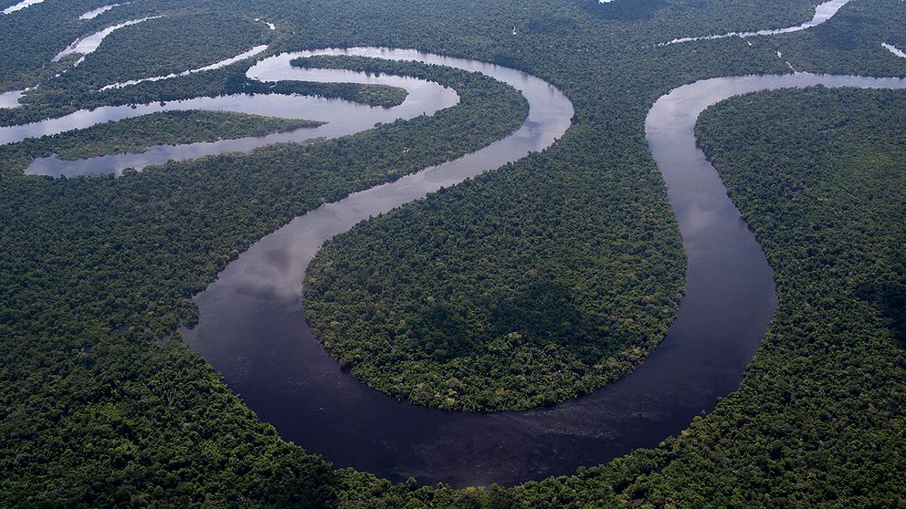En bild från Amazonas regnskog.