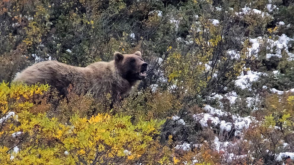 En grizzlybjörn.