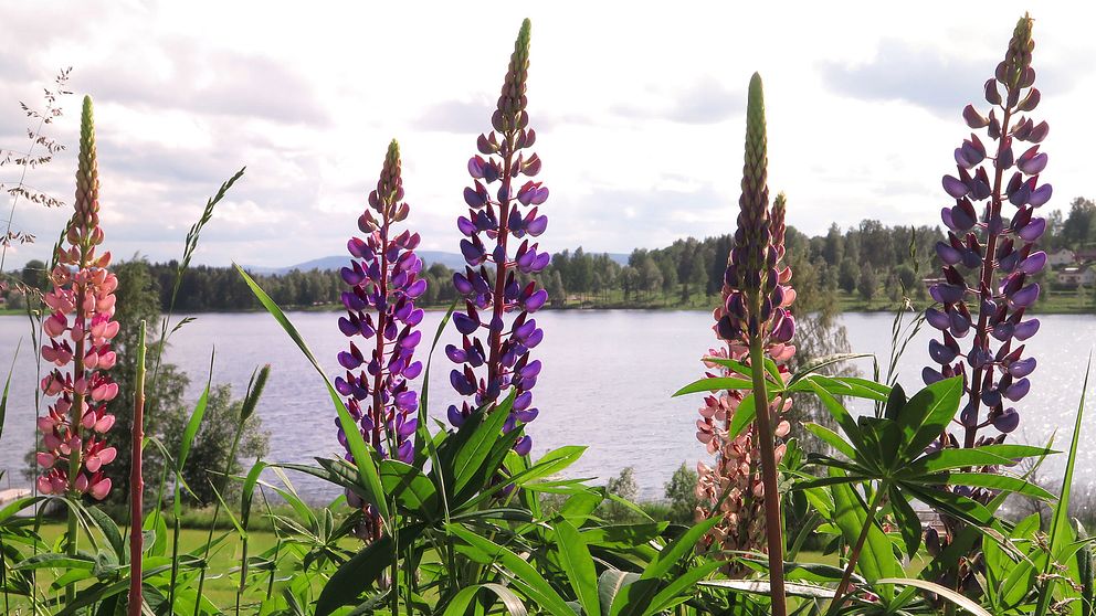 Lupiner framför en sjö.