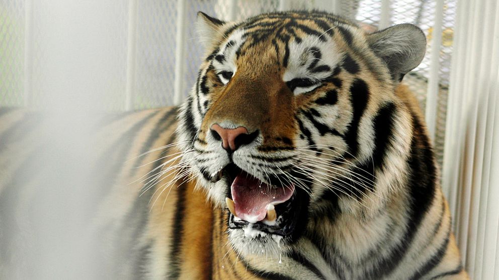 En djurskötare har dödats av en tiger på en djurpark i Spanien. Tigern på bilden var inte inblandad i händelsen. Arkivbild.