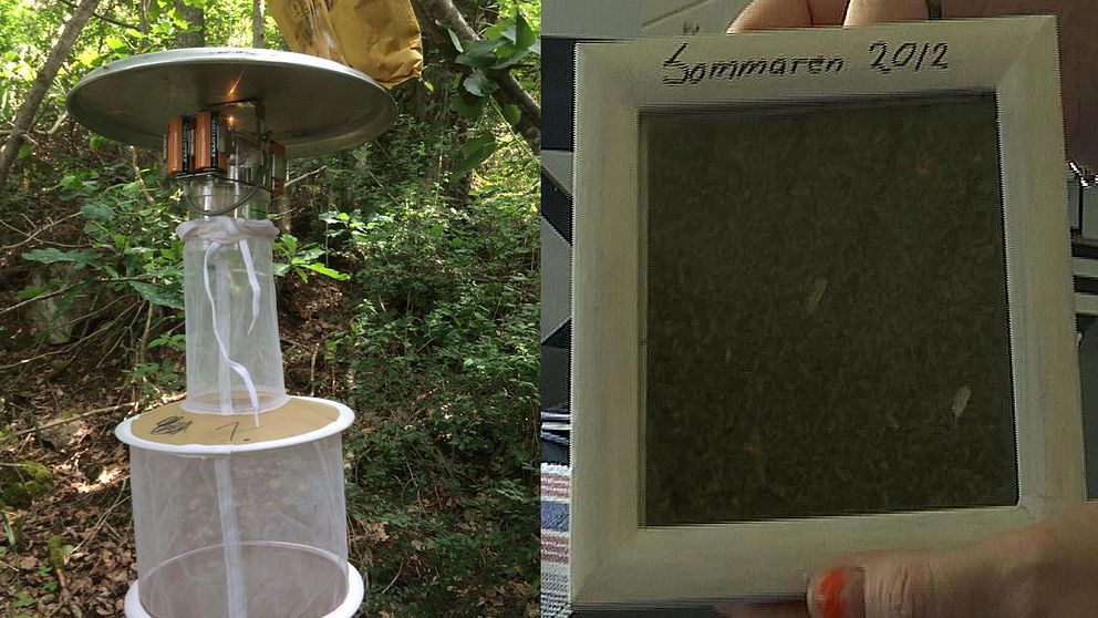 Myggfälla och en tavla med ihoppressade myggor från sommaren 2012.