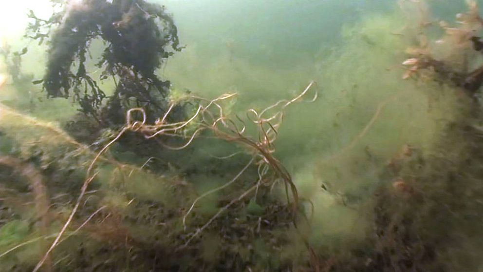 östersjöns havsbotten mår inte bra på grund av höga halter gift