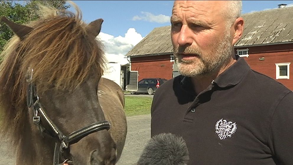 medelålders man med liten häst på lantgård