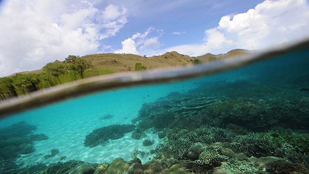 Ön Komodo i Indonesien