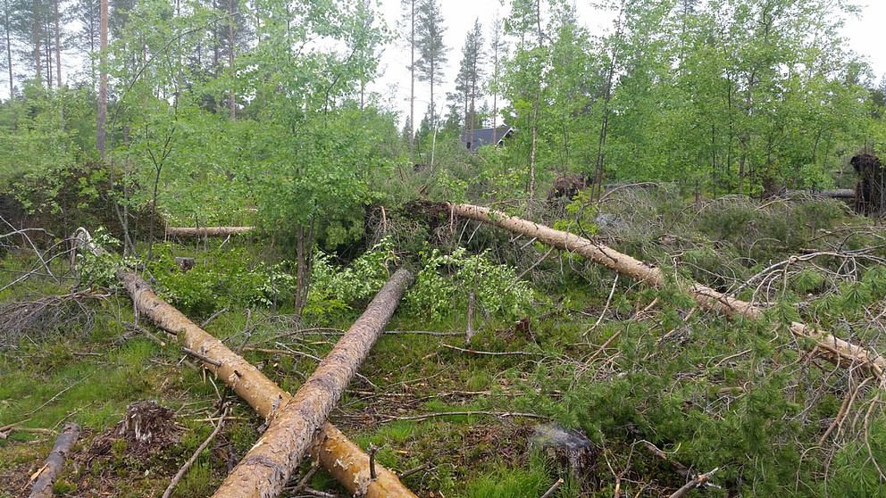 Flera nedfallna tallar på en tomt