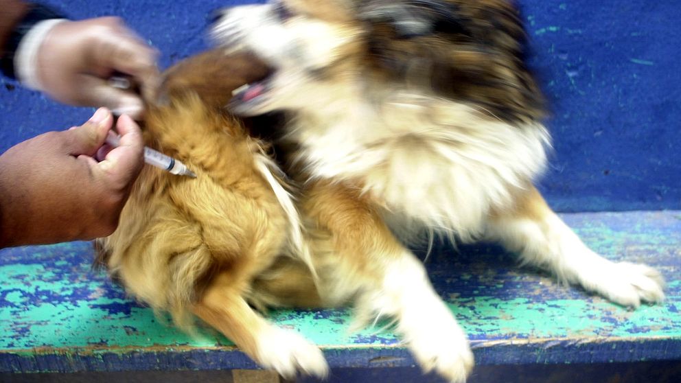 Insmugglade hundar kan ta med sig rabies till Sverige.