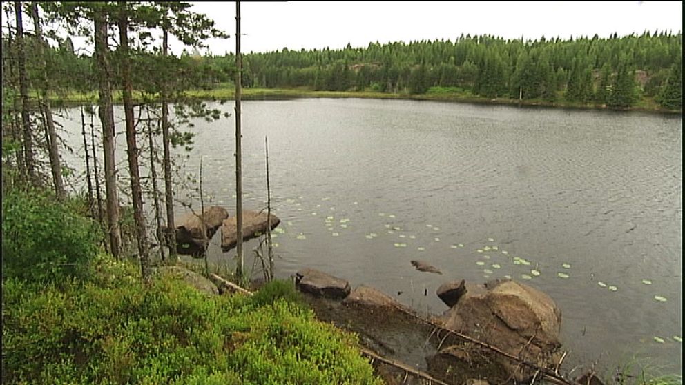 Dammstjärn