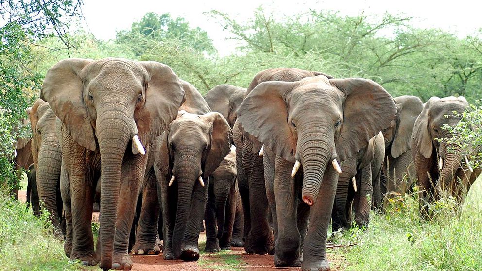 Nationalparken Akagera i Rwanda. Elefanthjord på marsch, en har en halv snabel, ett minne av en stålsnara, ett redskap vanligt bland tjuvjägare.