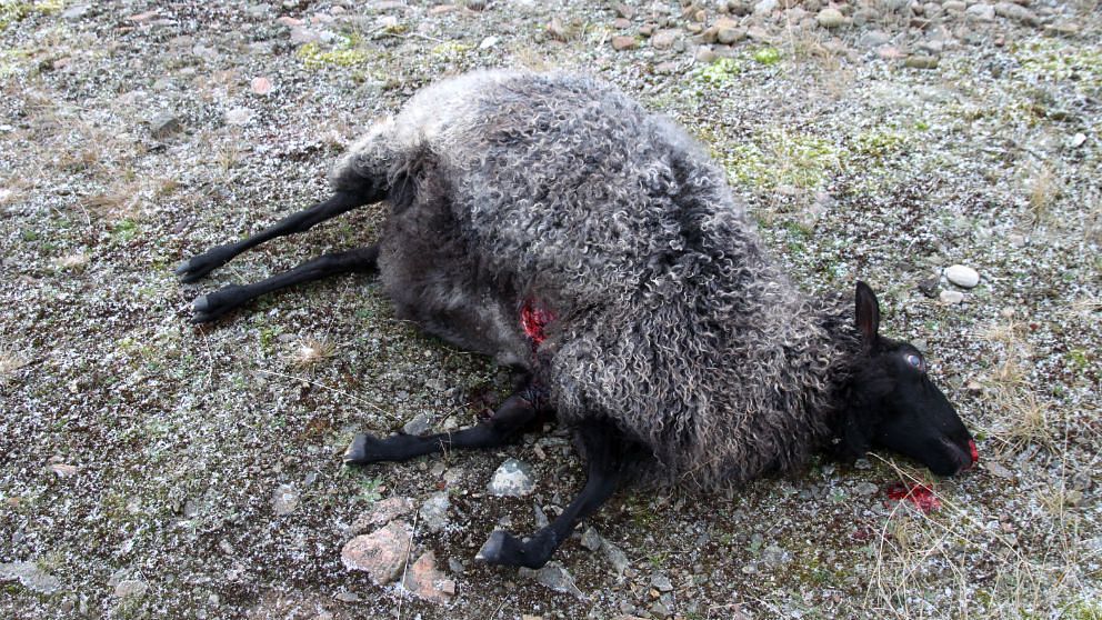 Ett av de dödade fåren i Hovs Hallar. Foto: Bertil Nilsson