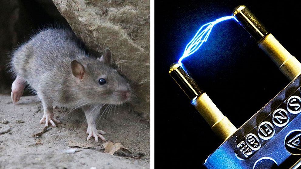 Råtta el elektricitet ström mus