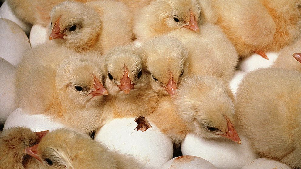 Nykläckta kycklingar