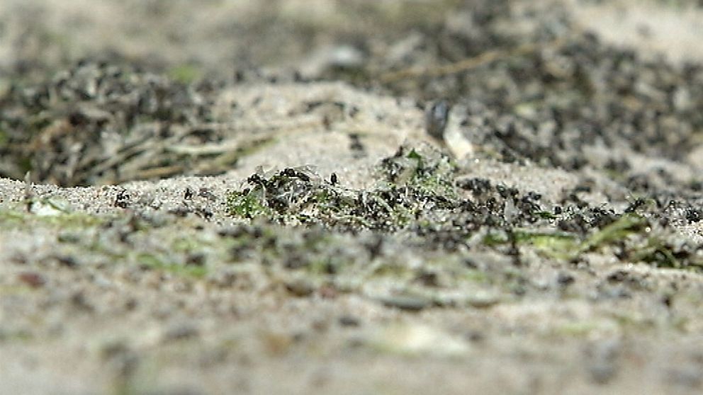 Döda flugor ligger i drivor på stranden