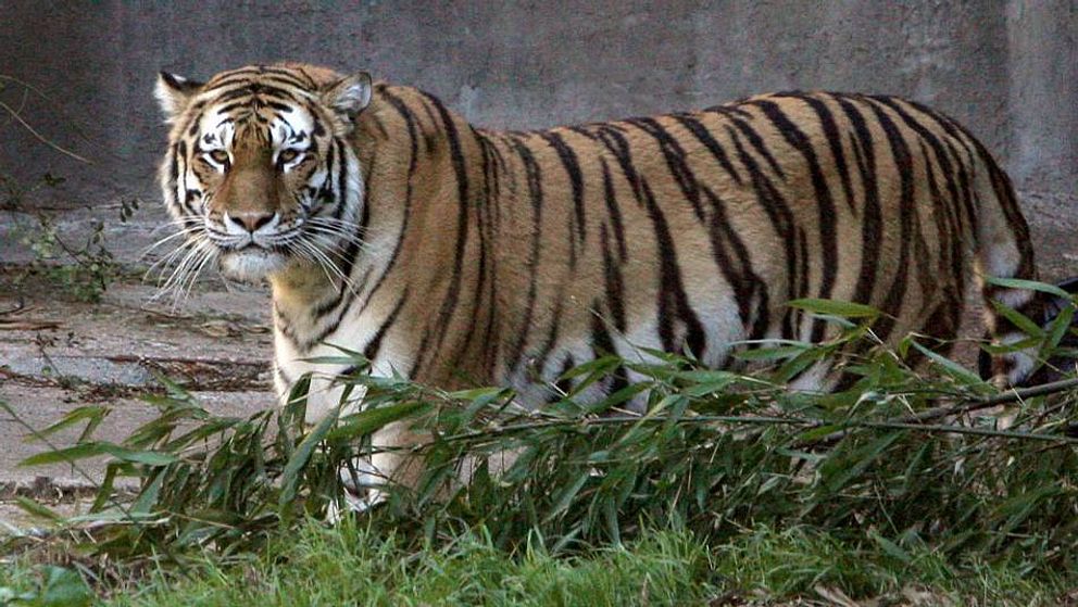 En kvinna dödades och en skadades efter att de blivit attackerade av en tiger i en djurpark i Peking i Kina. Arkivbild.
