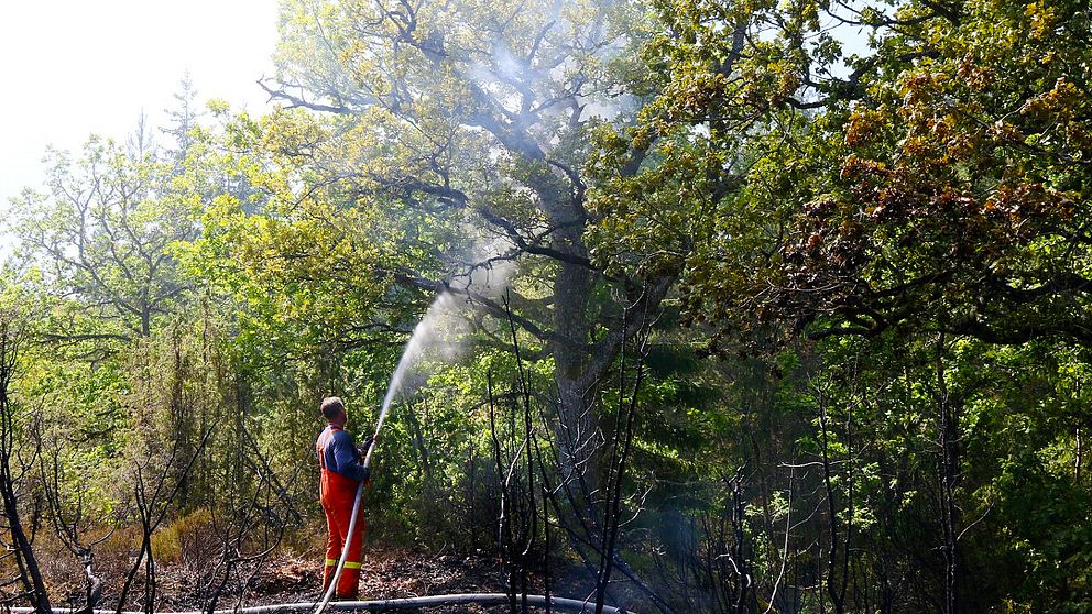 Brandmän sprutar vatten på träd.