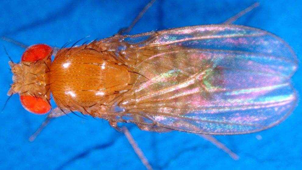 fuktsinne, insekter, Lundaforskare