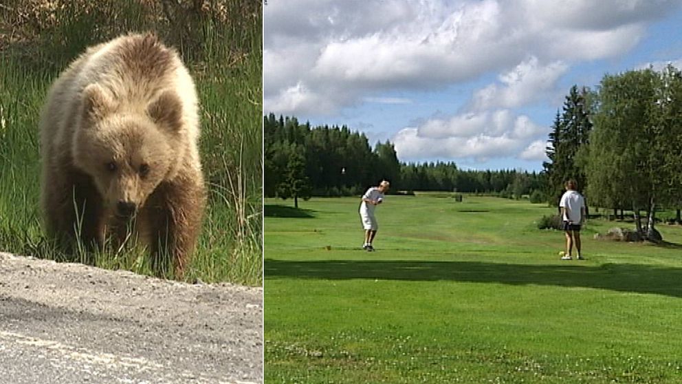björn, golf