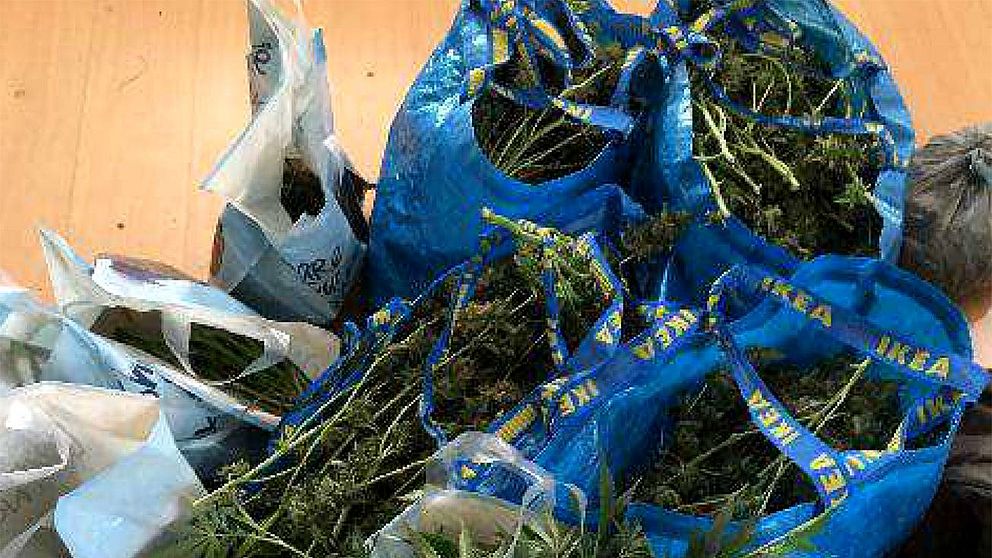 Cannabisplantor i flera kassar