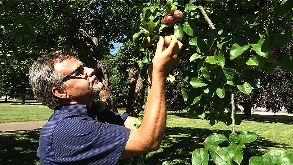 Tord Näslund vid ett äppelträd.