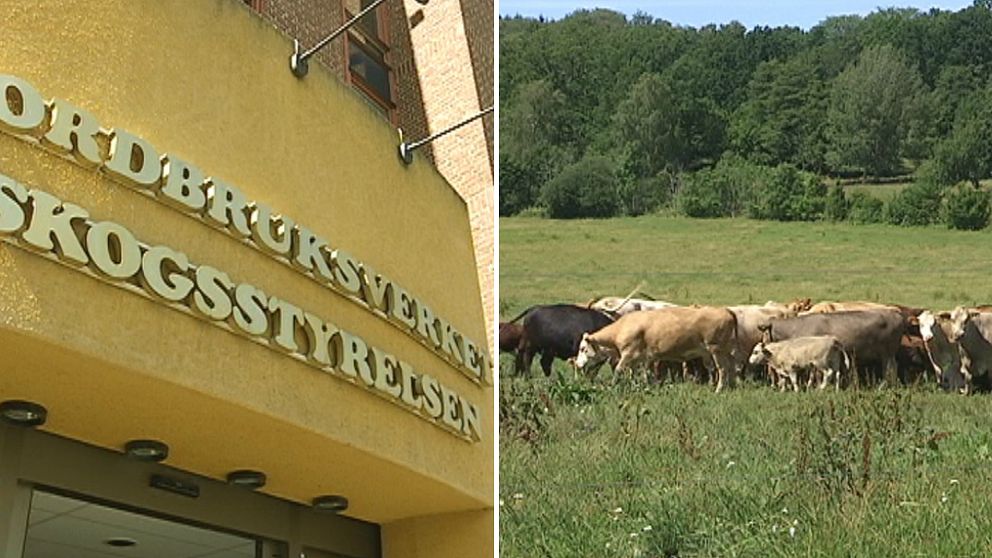 JOrdbruksverket, SKogsstyrelsen byggnad, och kossor i det gröna