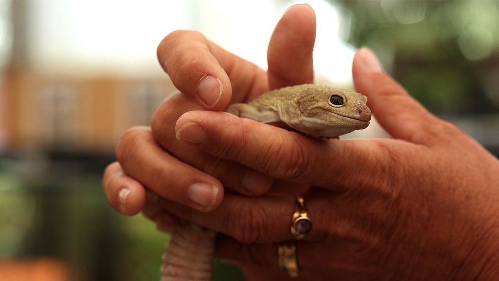 Händer som håller i en geckoödla