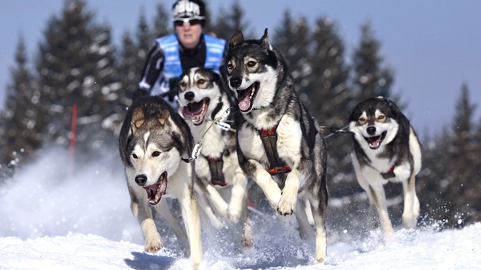 Draghundar med förare som springer i full fart