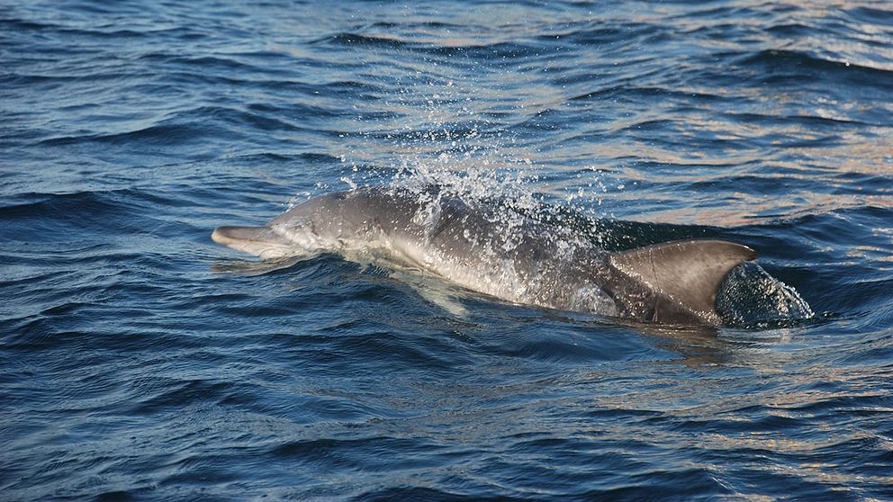delfin i Öresund (får bara publiceras en gång)