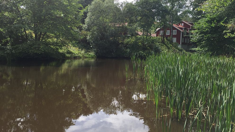 Dunkehallaravinen.