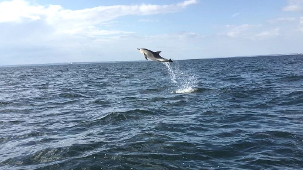 Delfin siktad i Öresund.