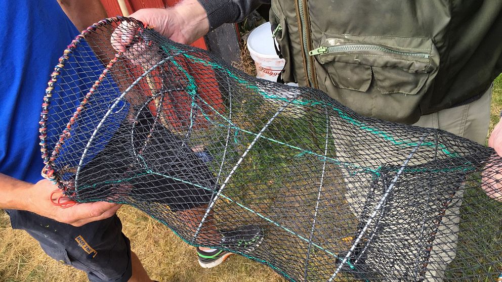 I samband med att kustbevakningen övervakade båttrafiken i Karlstad uppdagades ett misstänkt tjuvfiske av kräftor.