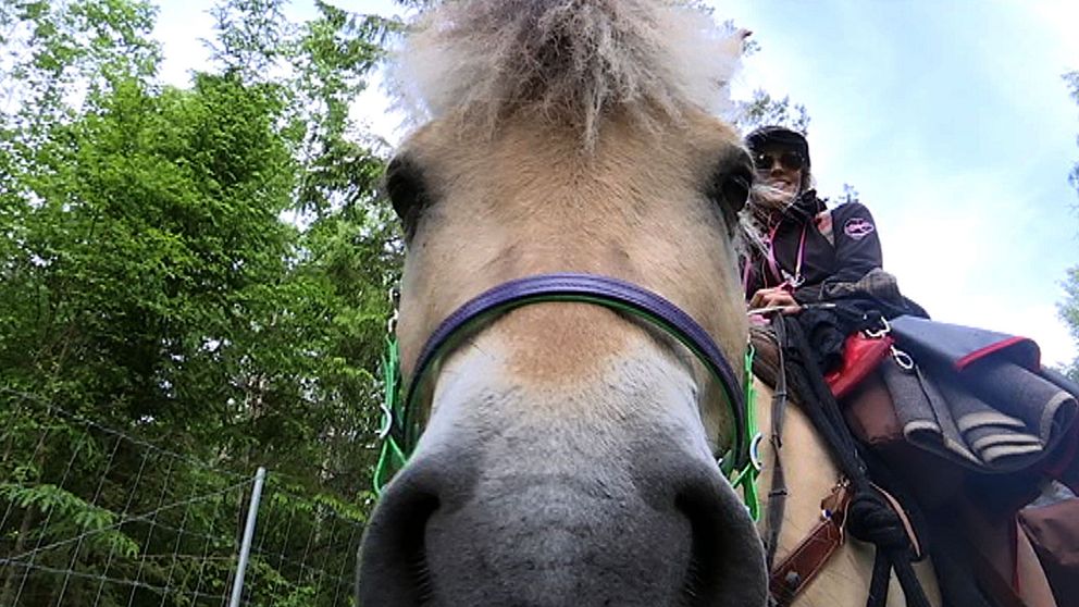 Hästen Krumelur och Suzanna Holmquist