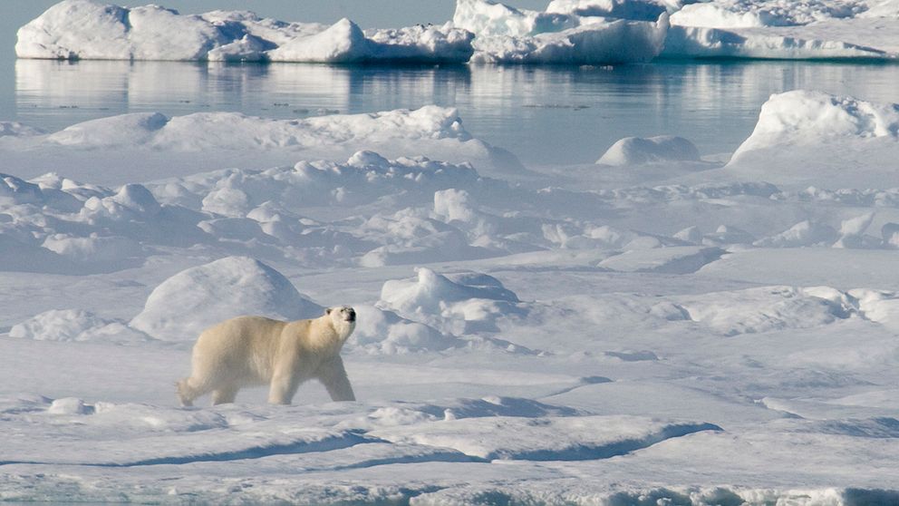 En annan isbjörn – i en för isbjörnar mer naturlig miljö.