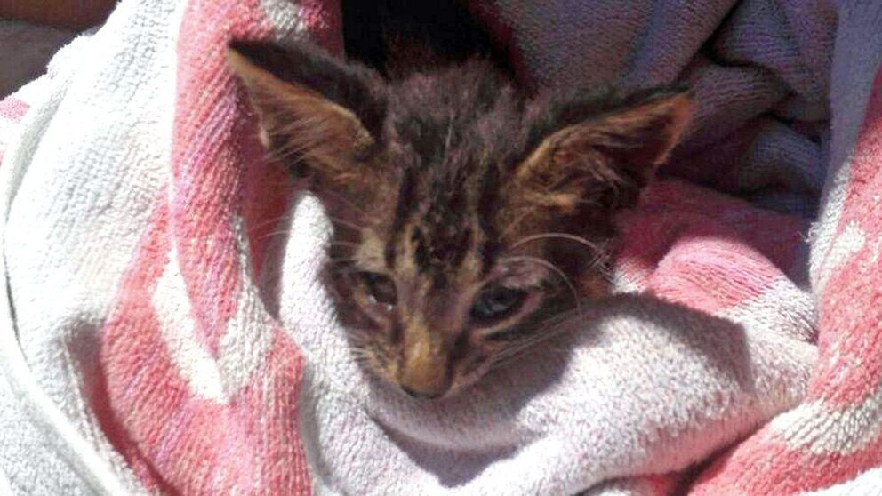 Mirakulöst nog kunde denna kattunge räddas av den italienska kustbevakningen, som gjorde hjärt-och-lungräddning på den lille krabaten. Han har nu adopterats av sina räddare och de döpte honom till Charlie.
