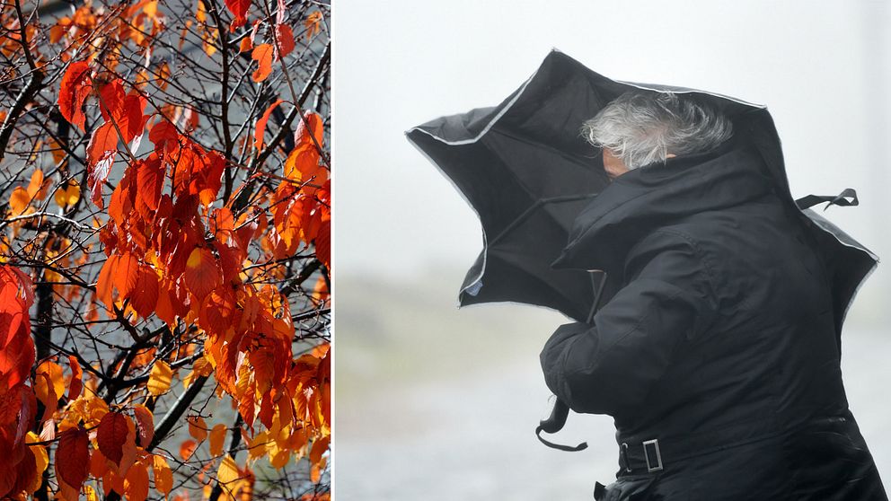Nu drar hösten in över stora delar av Sverige.