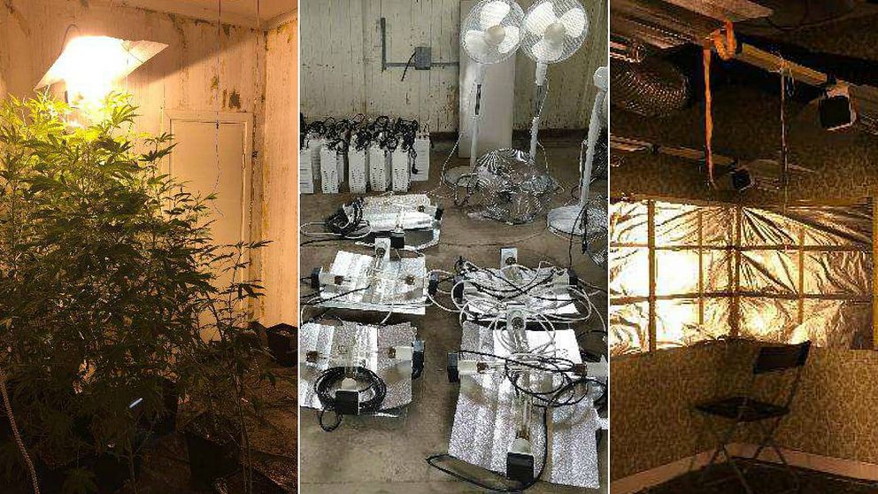 Bilder från platsen där kilovis med cannabis hittades.