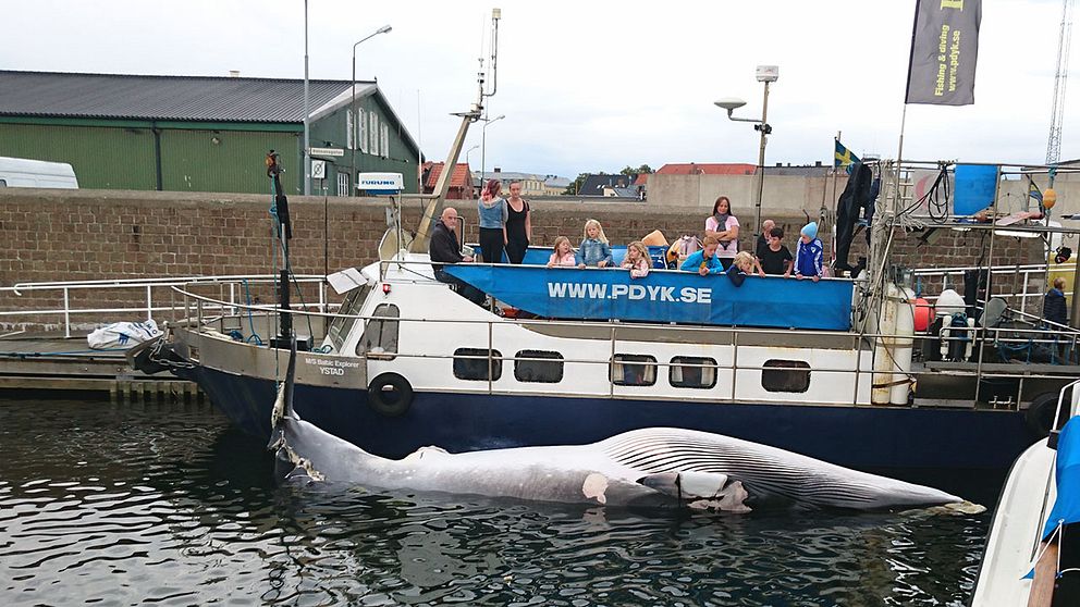 Många ville se det ovanliga fiskenappet när båten kom in till hamnen i Ystad.