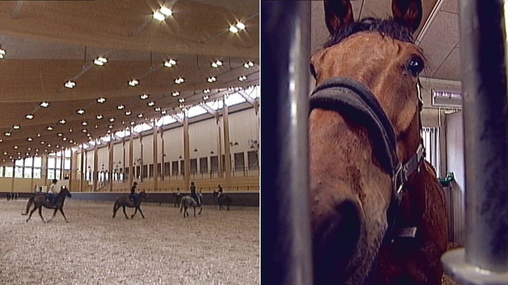 Smedstad Ridsportcenter och häst.
