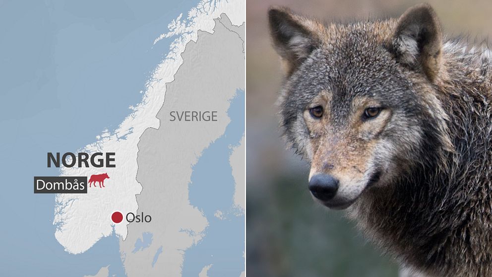 Till vänster en karta över Norge med Dombås markerat. Till höger en varg.