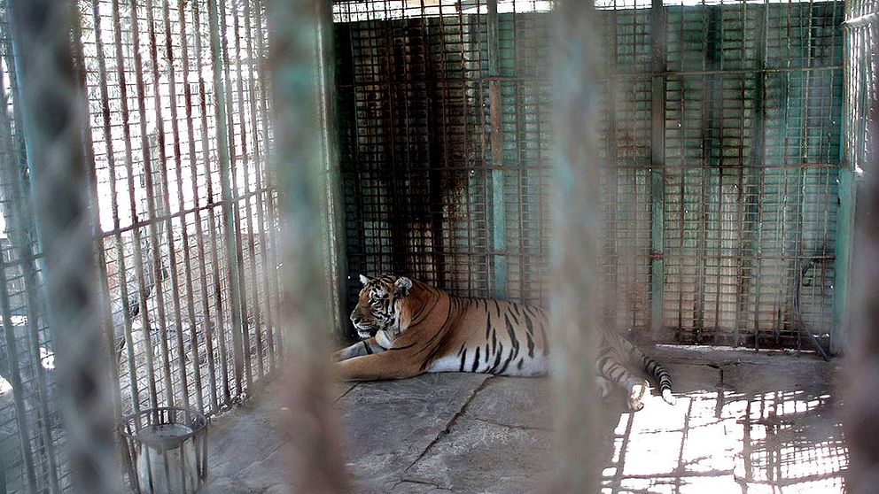 En tiger i en bur.