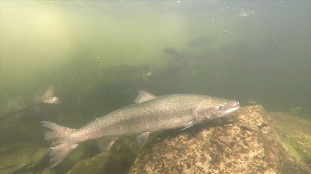 Simmande lax i indalsälven vid Bergeforsen.