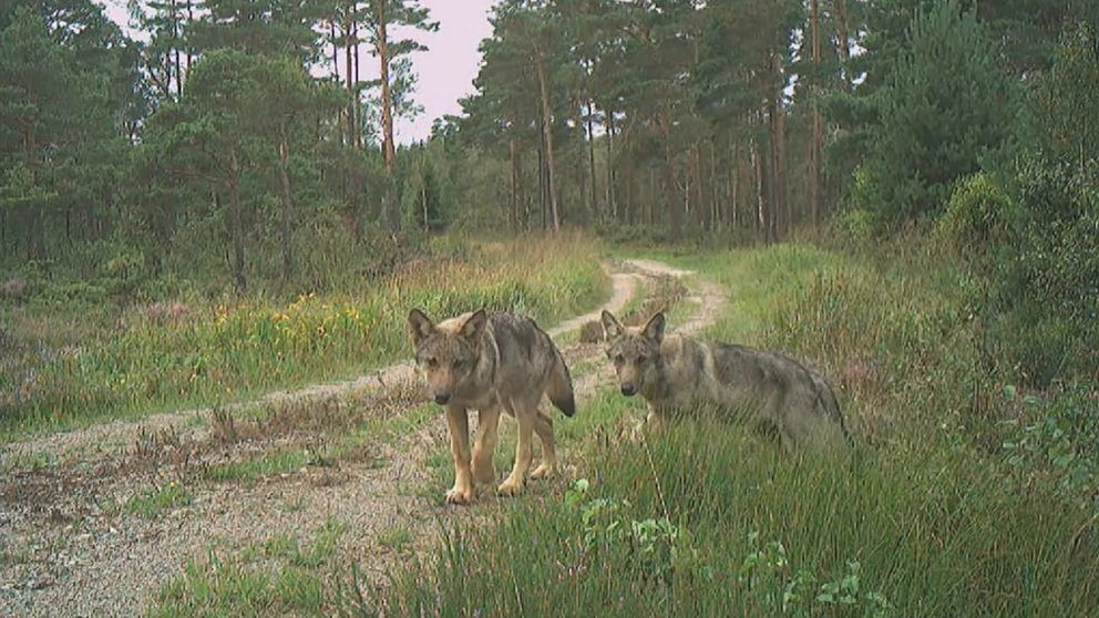 SVA konstaterar att det inte är valparna på bilden som hittats döda i Simlångsdalen utanför Halmstad.