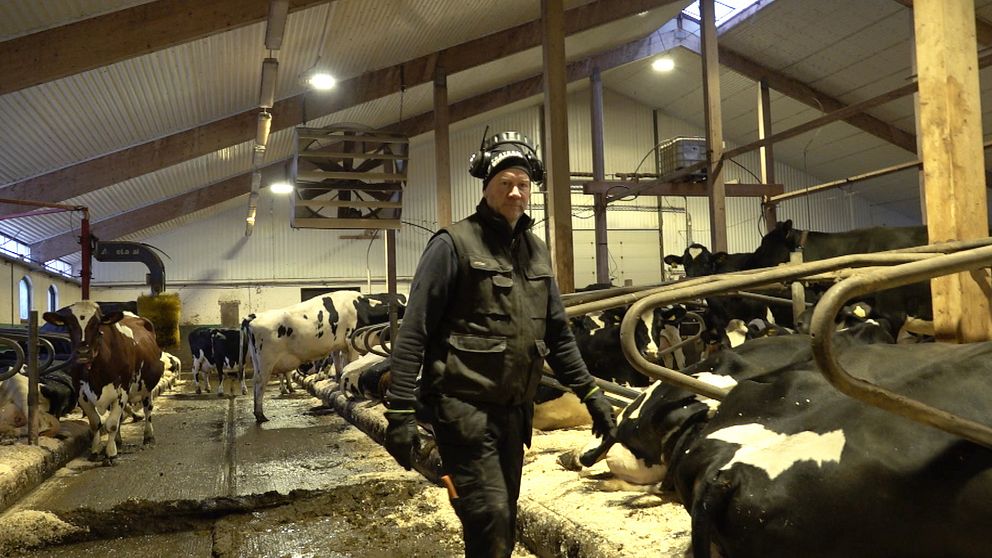 En man i arbetskläder går genom en ladugård där flera kor står i rader. Stället har tak av trä och bakgrunden visar en anläggning för mjölkning. Golvet är blött och smutsigt, vilket tyder på en aktiv miljö i en mjölkgård.