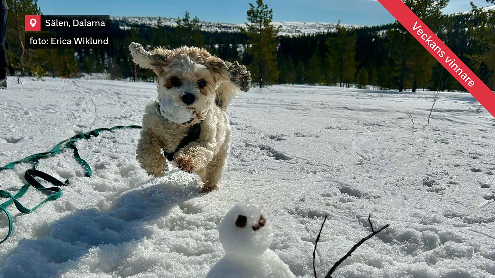 Hunden Billie hjälper till att bygga snögubbe i Sälen Dalarna den 26 mars.
