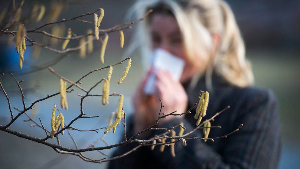 Kvinna står och torkar sin näsa bakom en gren med hängande björkpollen.