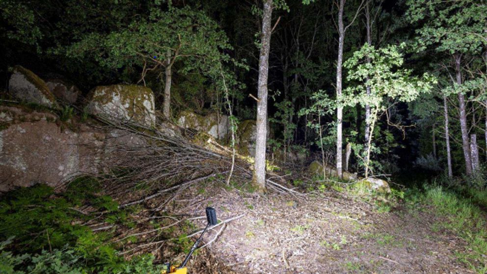 mörk skogsdunge