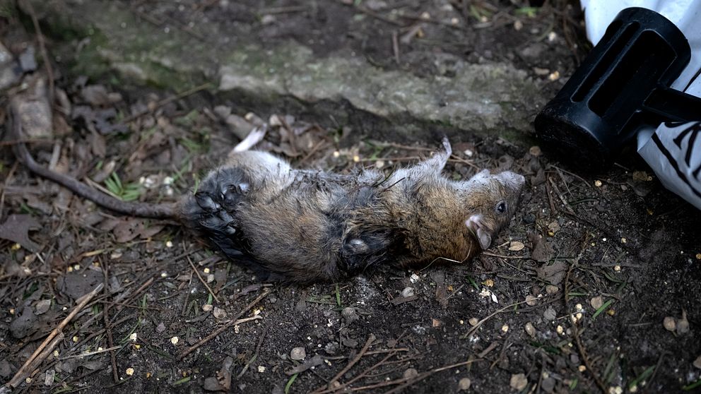 Lukt av död råtta över Esplanaden i Huskvarna | SVT Nyheter