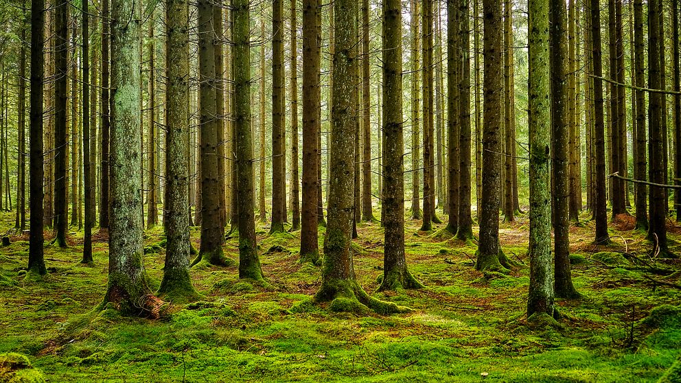 Svensk skog