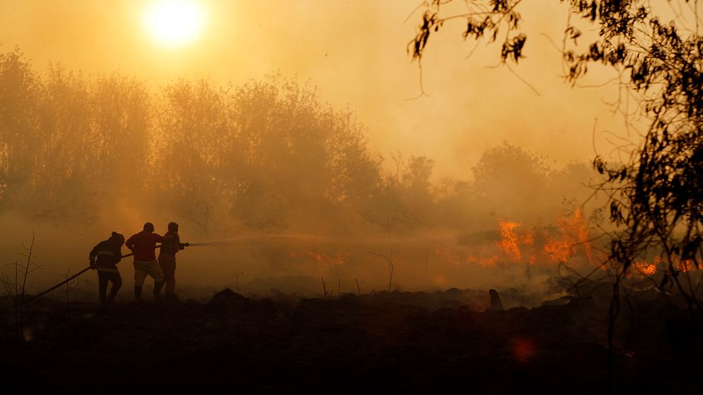 brand