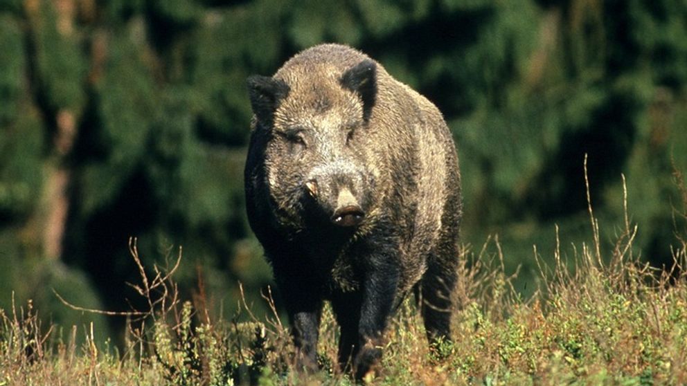 Ett vildsvin står på ett fält med skogen i bakgrunden.